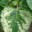 Populus x canadensis'Aurora' feuille P18